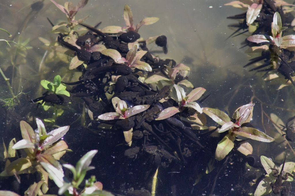 Girini e piccoli adulti di Bufo bufo